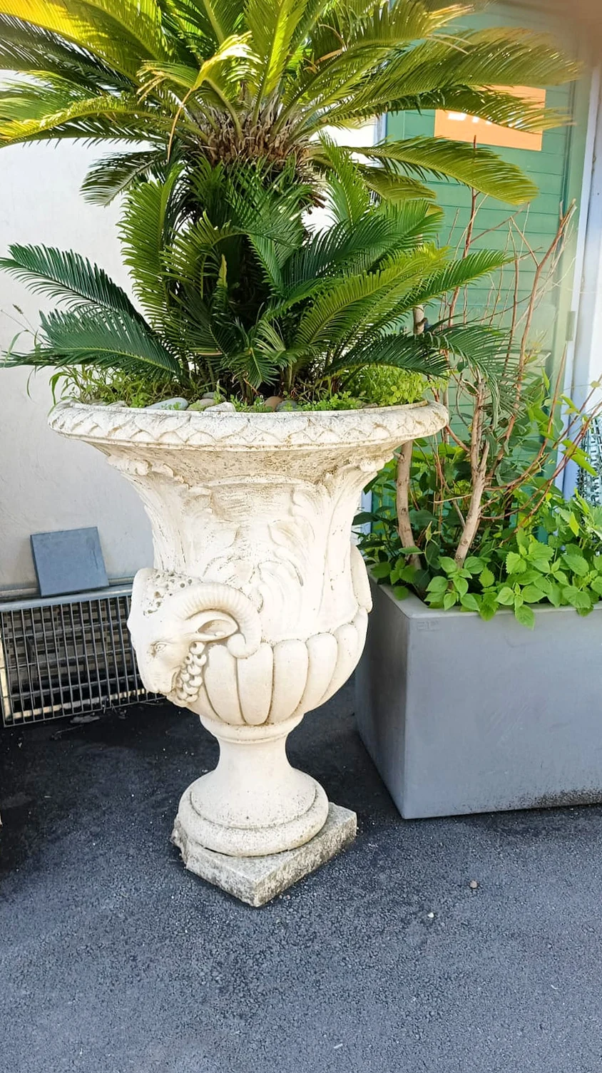 Vaso in pietra con una cycas, esposto all'aperto